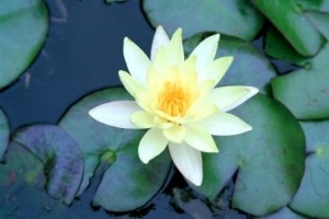 睡蓮