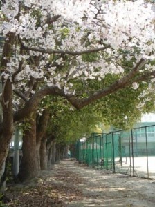 0904sakura