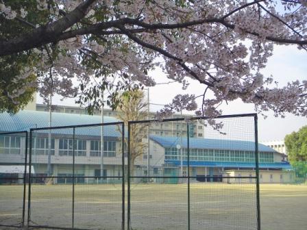 校庭の桜 校庭の桜