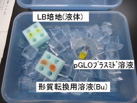 形質転換01圧縮