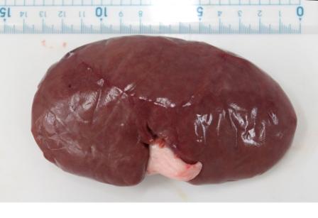 豚 の 腎臓 スケッチ