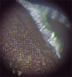 H25GSO生物02