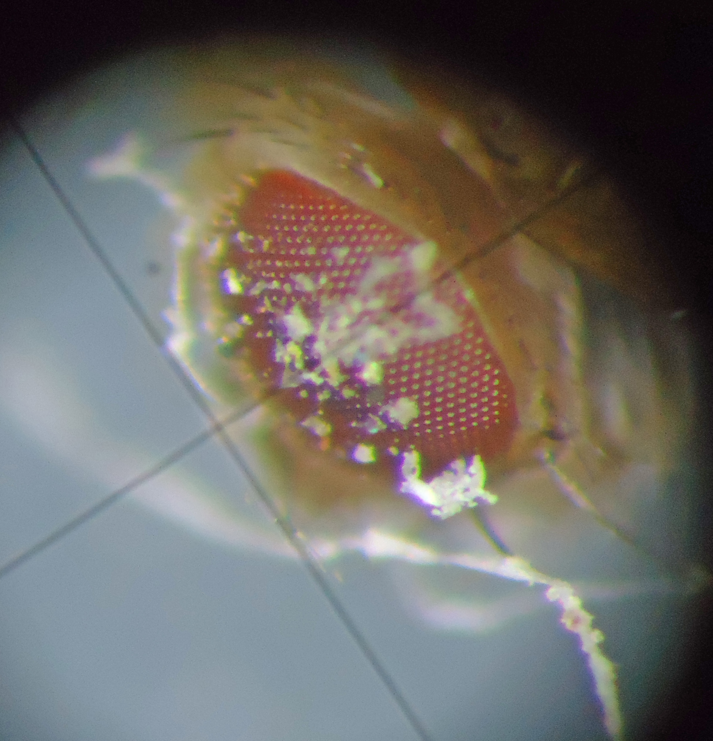 H25GSO生物03