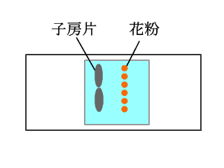 花粉と子房片