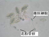 花粉管核と雄原細胞