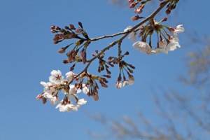 2011桜