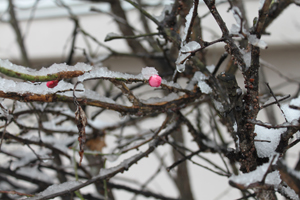 20140214雪01